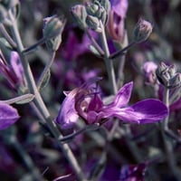 بذور العهينة البرية