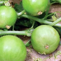 بذور قرع التفاح