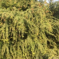 بذور اللوز الهندي