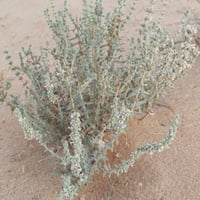 بذور الزعتر البري المحلي