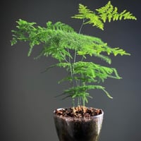 بذور شجيرة سرخس داخلي خارجي