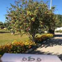 جملة 200 بذرة من بذور شجرة الجاتروفا الحمراء