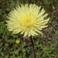 جملة 1000 بذرة من زهرة العضيد البرية أو العضيض