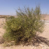 بذور شجيرة ارطى النقاوي