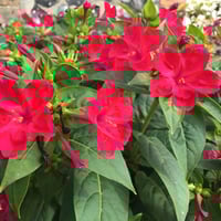 بذور زهرة الساعة الرابعة احمر - شب الليل