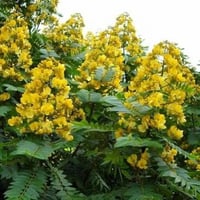 بذور شجرة سينا سياميا