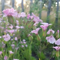 جملة بذور زهرة الدهدهان الوردي المحمر