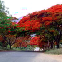 بذور بونسيانا حمراء