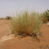 بذور عشبة الضعه