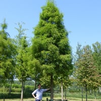 بذور شجرة تاكسوديوم