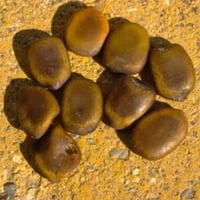 جملة 100 بذرة من بذور شجرة السرسيديوم