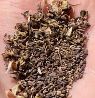 بذور زهرة ملكة الحقل اركتوتس