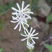 بذور زهرة عشبة ابو دهينة البرية