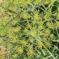 بذور عشبة الحزا البرية