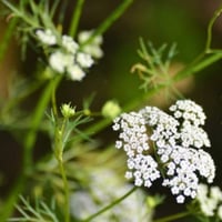 بذور الكمون البلدي