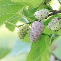 بذور شجرة توت ألبا