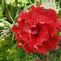 بذور زهرة القرنفل مكس