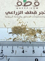 بذور العرار عرار نجد البري