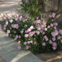 بذور زهرة الربيع المسائية الوردية