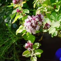 بذور الاوريجانو اليوناني للاكل