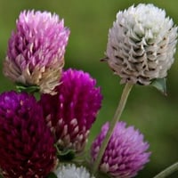 بذور زهرة جمفرينا