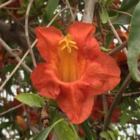 بذور شجرة الفرفارة