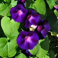 بذور مجد الصباح ازرق أرجواني . متسلقة