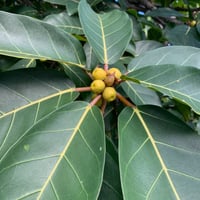 بذور فايكس التسيما الطويلة