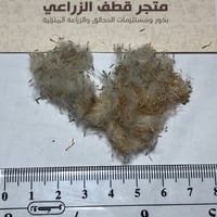 بذور الجرجار أو النوير