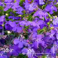 بذور زهرة اللوبيليا الزرقاء