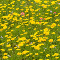 جملة 1000 بذرة من زهرة كريوبسس الذهبية