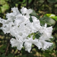 بذور شجرة تمر حنا الأبيض