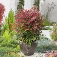 بذور شجرة ناندين للزينة