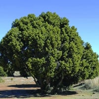 بذور شجرة العرعر الجبلي