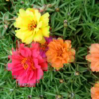 بذور بورتولاكا رجلة الزهور ملون