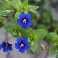 بذور عين القط البرية