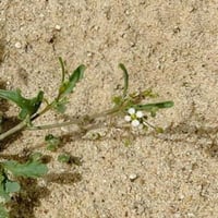 جملة 3000 بذرة من عشبة القليقلان البري