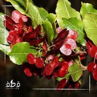 جملة 1000 بذرة من دودونيا الشث