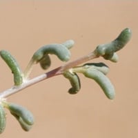 بذور عشبة الضمران البري