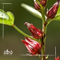 بذور الكركديه غجر احمر