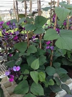 الفاصوليا السوداء - منتج عضوي