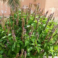 بذور الريحان الهندي