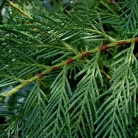 بذور شجرة السرو الافريقي