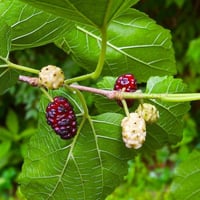 بذور شجرة توت ألبا