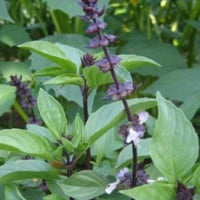 جملة 2000 بذرة من الريحان الحساوي المشموم الحساوي