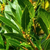 بذور شجرة الغار الرند