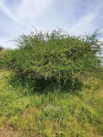 بذور قرض الحجاز