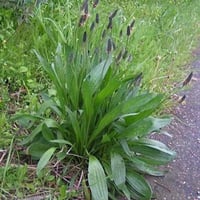 بذور ربلة القاطونة البرية