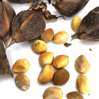 بذور متسلقة زهرة القمر ايبوميا ألبا