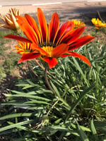 جملة 500 بذرة من زهرة جازانيا